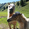 Pferde am Gütle unterhalb Brunnenau-Scharte