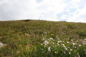 Blumenwiese unterhalb der Ulmer Hütte