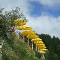 Sonnenschirmparade am Tegelberghaus