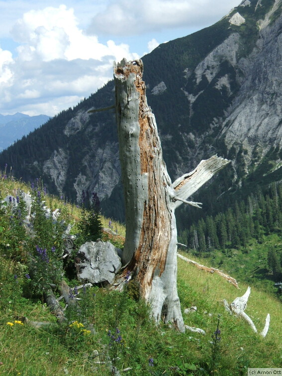 Toter Baum am unteren Breitenberg