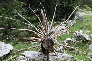 Toter Baum bei der Roßscharte