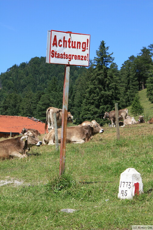 Grenze mit Kühen an der Salober Alpe