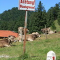 Grenze mit Kühen an der Salober Alpe