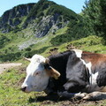 Kuh am Wegesrand 