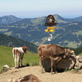 Kühe am Wegweiser zur Gappenfeld-Alm