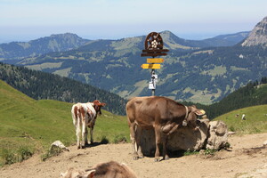 Kühe am Wegweiser zur Gappenfeld-Alm