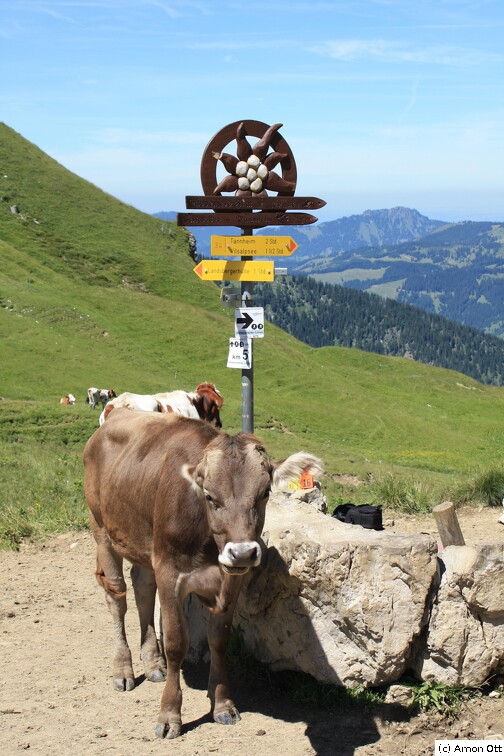 Kuh am Wegweiser zur Gappenfeld-Alm
