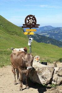 Alpen 2009