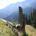Baumstumpf am Wegesrand auf dem Breitenberg