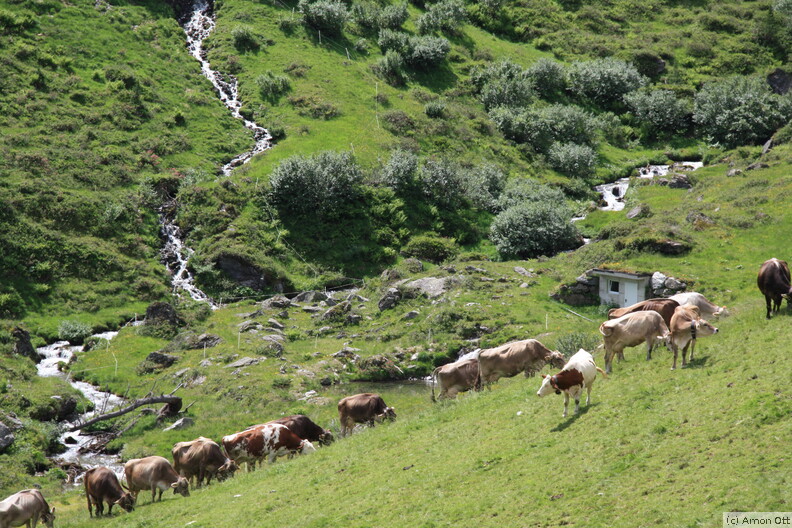 Kühe, Wasserfall und Kraftwerk an der Grafens Alm