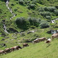 Kühe, Wasserfall und Kraftwerk an der Grafens Alm