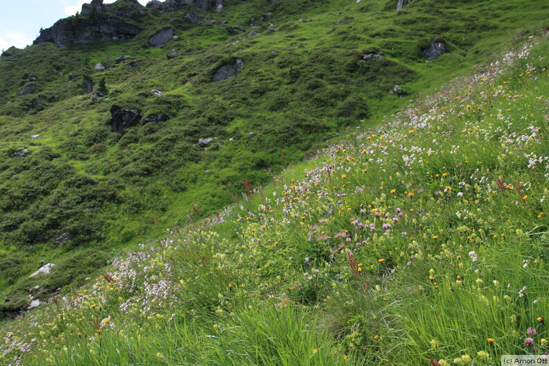 Blumenwiese am Aufstieg zum Grafensjoch