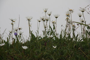Blumen am Breitenberg