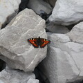 Schmetterling im Geröll