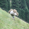 Heuernte an der Turnaretscher Hütte