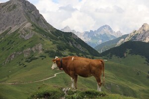 Model-Kuh am Saalfelder Höhenweg