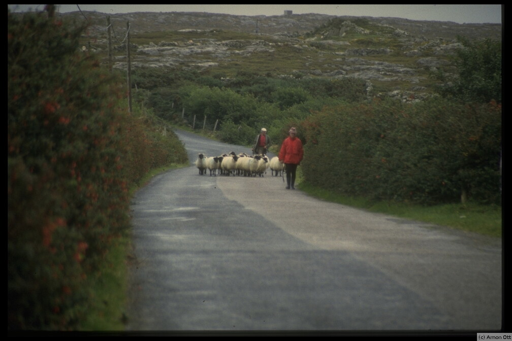 Shepherds and Fuchsia, Connemara, 1994