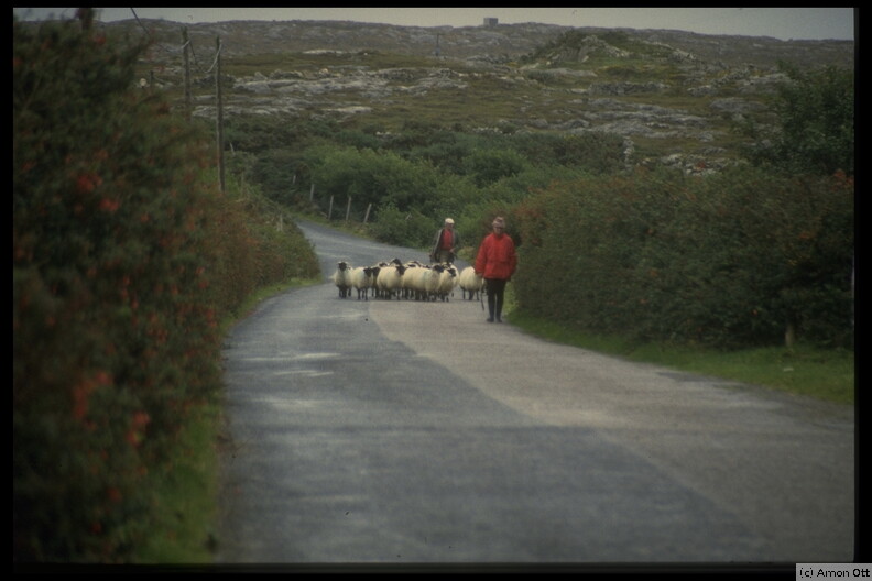 Shepherds and Fuchsia, Connemara, 1994