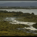 Seaweed Colors, Connemara, 1994