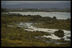Seaweed Colors, Connemara, 1994