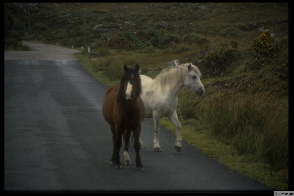 Wild Connemara Ponies, 1994