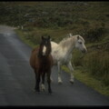 Wild Connemara Ponies, 1994