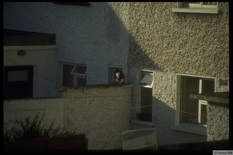 Cat in Backyard, Blackrock, Co. Dublin, 1995
