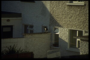 Cat in Backyard, Blackrock, Co. Dublin, 1995