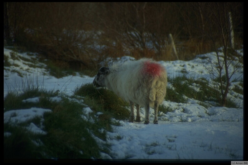 Sheep in Snow, near Killybegs, Co. Donegal, 1995