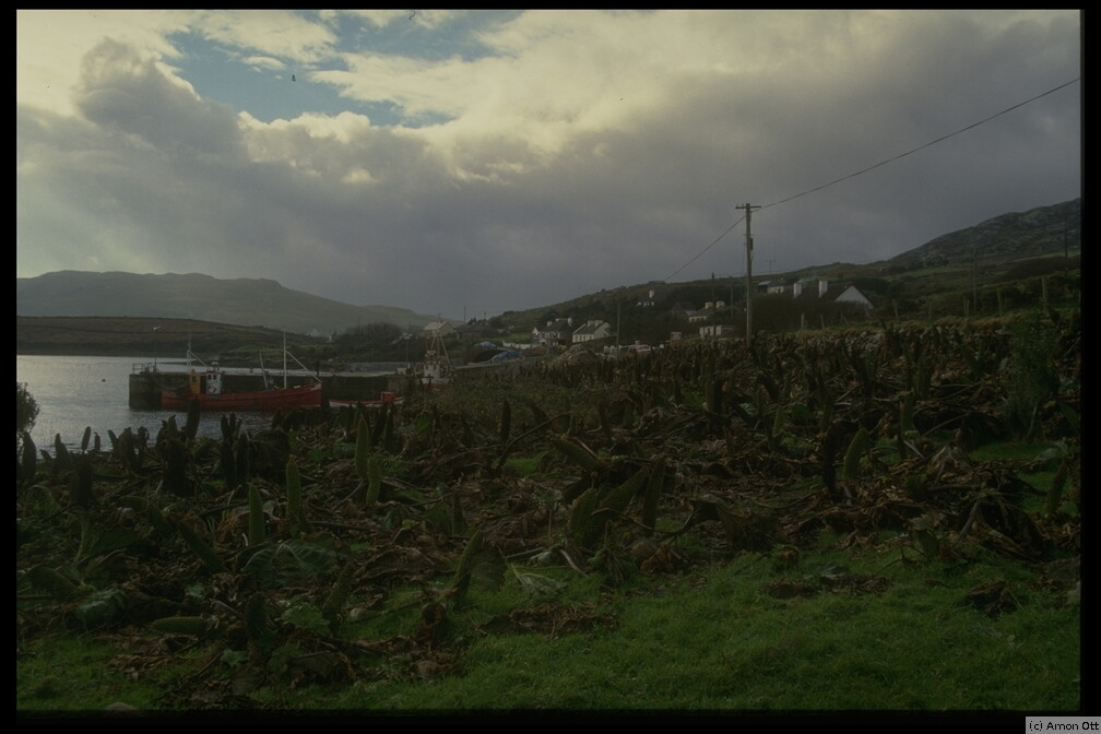 Atlantic Drive at Knockmore, Achill Island, Co. Mayo, 1997