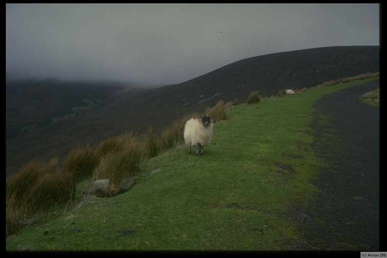 Sheep on a Mountain Road, Achill Island, Co. Mayo, 1997