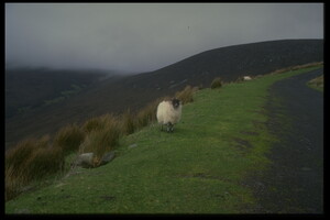 Sheep on a Mountain Road, Achill Island, Co. Mayo, 1997