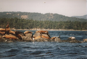 Seals south west of Victoria