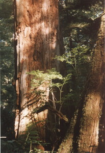 Tree trunk in Cape Scott Park