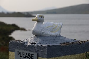 Duck at Lough Fee