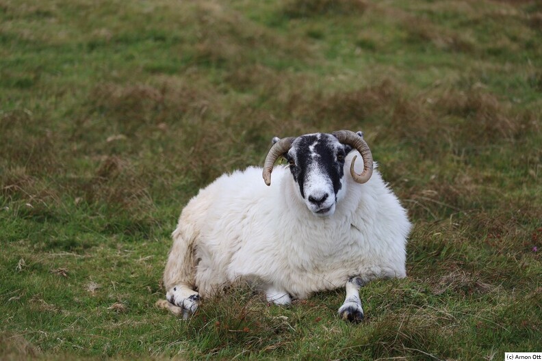 Sheep in Glencolumbkille