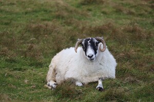 Sheep in Glencolumbkille