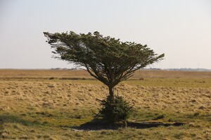 Baum bei Bjerregård