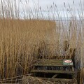 Fjord-Steg auf Tipperne