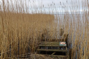 Fjord-Steg auf Tipperne