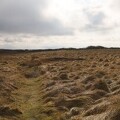 Tipperne