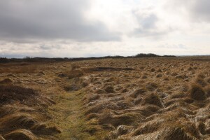 Tipperne