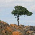 Baum in den Klippen vor Bølshavn