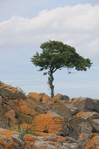 Baum in den Klippen vor Bølshavn