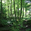 Wald bei Hammershus