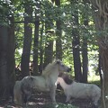 Ponies beim Hammersø
