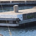 Otter im Vang Havn