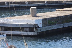 Otter im Vang Havn