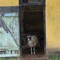 Schafe auf dem Troldsbjerg