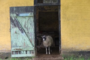 Schafe auf dem Troldsbjerg